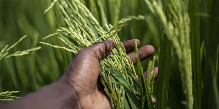 En África se cultiva arroz desde hace más de 3000 años, hoy se dedican a ello más de  35 millones de agricultores  en 40 países de la zona y es el segundo alimento básico más importante del África, después del maíz. Foto: Pixabay.