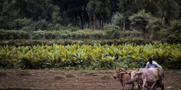 Los pequeños agricultores necesitan un mejor acceso a mercados viables para sus cosechas, que les permitan ir más allá de la subsistencia y construir medios de vida fiables. Foto: Pixabay.