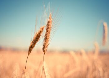 ¿Qué ha provocado la subida de los precios del trigo?. Foto: Pixabay.