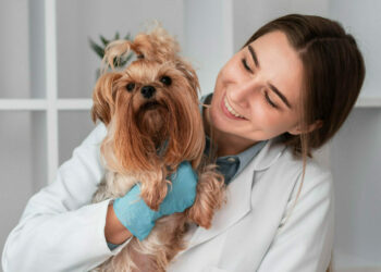 5 hospitales gratis para mascotas en CDMX