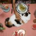 Alimentos que no pueden comer los gatos