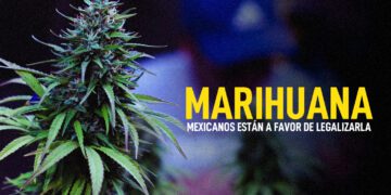 MARIHUANA LEGAL ESTUDIO PORTADA