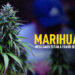 MARIHUANA LEGAL ESTUDIO PORTADA