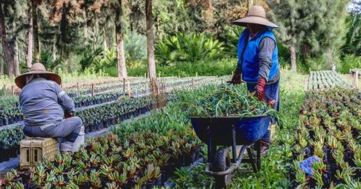 apoyos-para-el-campo-cdmx