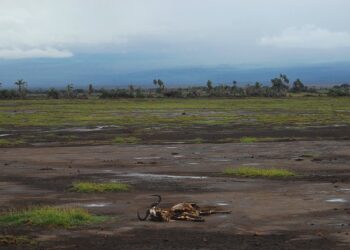 Abordar el cambio climático es la misión más importante de nuestro tiempo, y la innovación y las nuevas ideas son esenciales. Si trabajamos juntos para implementarlas, ofreceremos un mundo mejor para las poblaciones más vulnerables del mundo y para todos nosotros. Foto: Pixabay.