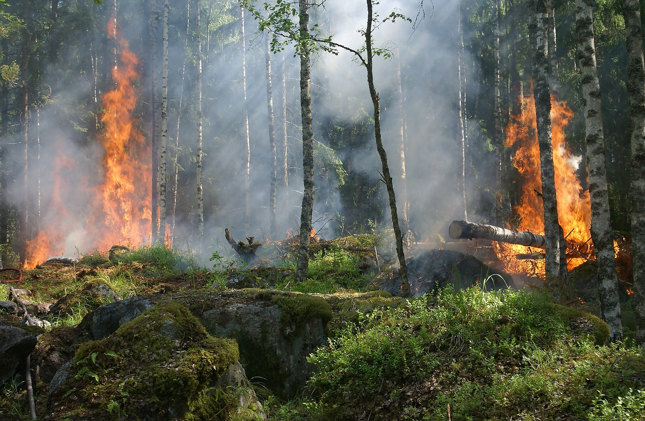 Los desastres como los incendios forestales empeoran las cosas: a medida que aumenta la contaminación del aire y los alérgenos transportados por el aire, también aumentan las hospitalizaciones por enfermedades respiratorias, incluso en áreas alejadas del incendio. Foto: Pixabay.