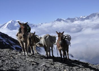 La comunidad mundial debe hacer todo lo que esté a su alcance –desde crear resiliencia climática hasta acelerar la transición verde y promover la cooperación regional– para garantizar un futuro sostenible para los miles de millones de personas que dependen de los glaciares y sus ecosistemas relacionados. Foto: Pixabay.