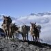 La comunidad mundial debe hacer todo lo que esté a su alcance –desde crear resiliencia climática hasta acelerar la transición verde y promover la cooperación regional– para garantizar un futuro sostenible para los miles de millones de personas que dependen de los glaciares y sus ecosistemas relacionados. Foto: Pixabay.